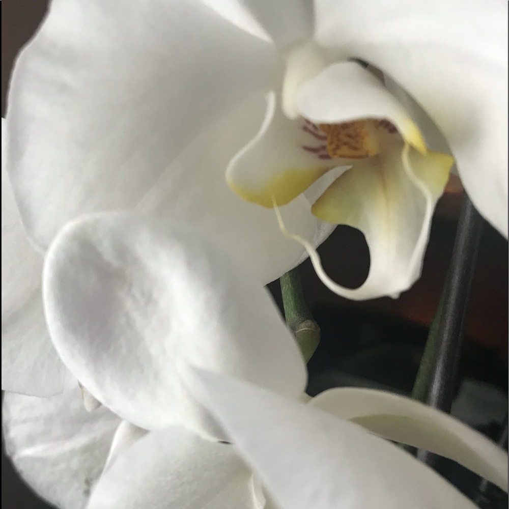 Meet your Posher, Paty